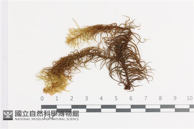 登錄號:B00018640藏品圖，第1張