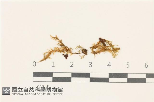 粗齒雉尾蘚藏品圖，第1張