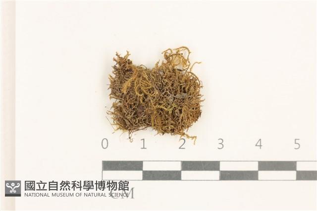 黃葉細濕蘚藏品圖，第1張