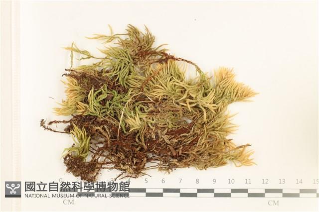 登錄號:B00017640藏品圖，第1張