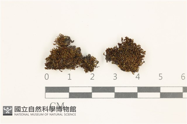 登錄號:B00013640藏品圖，第1張