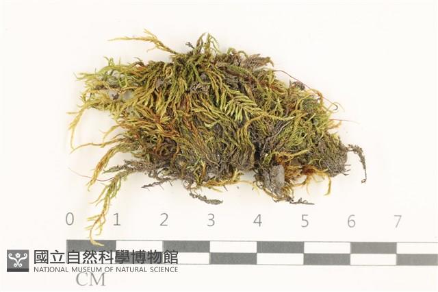 羽枝青蘚藏品圖，第1張