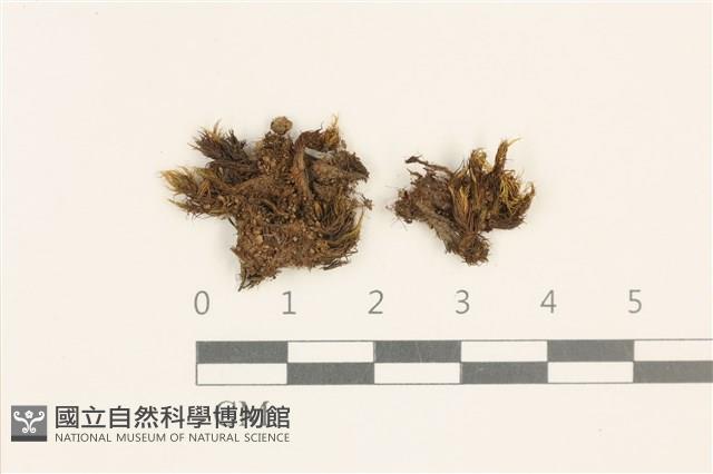 登錄號:B00009240藏品圖，第1張