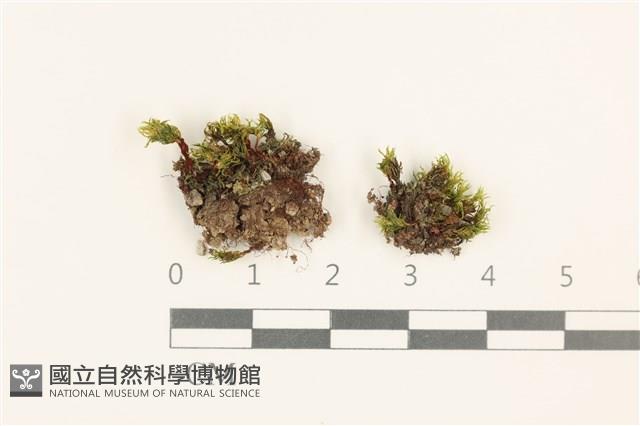 登錄號:B00016240藏品圖，第1張