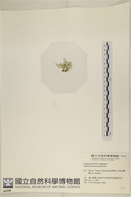 仙掌藻, 海仙人掌藏品圖，第3張