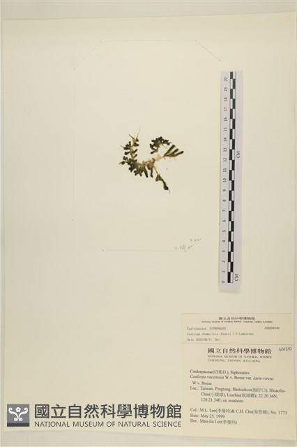 登錄號:A00004240藏品圖，第3張