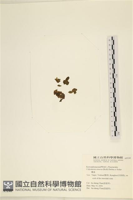袋苔, 囊藻藏品圖，第3張