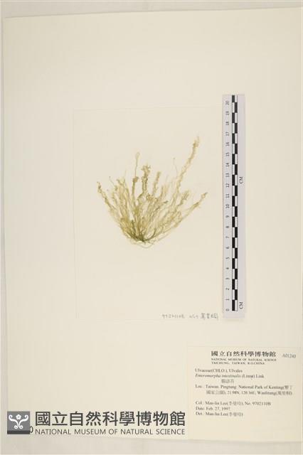 腸滸苔, 河石髮藏品圖，第1張