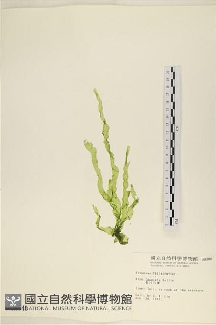 長片石蓴, 裂片石蓴藏品圖，第1張