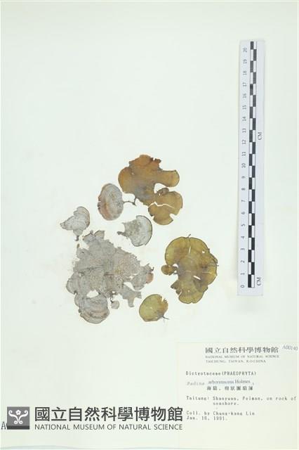 樹狀團扇藻藏品圖，第1張