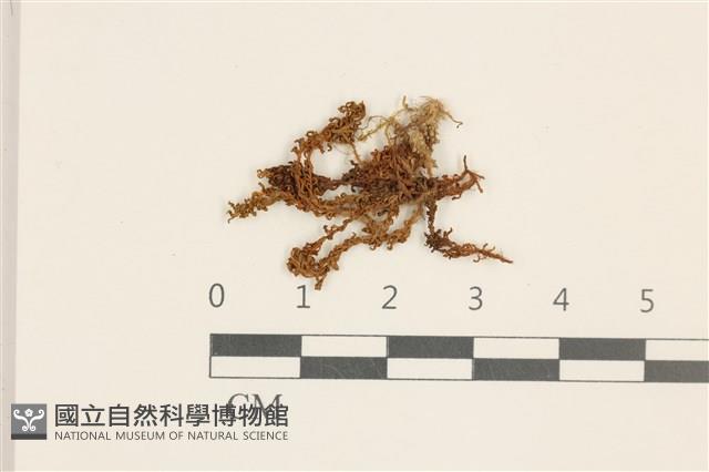 卷葉仙鶴蘚藏品圖，第1張