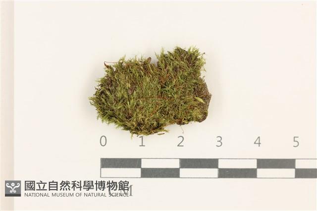細葉真蘚藏品圖，第1張