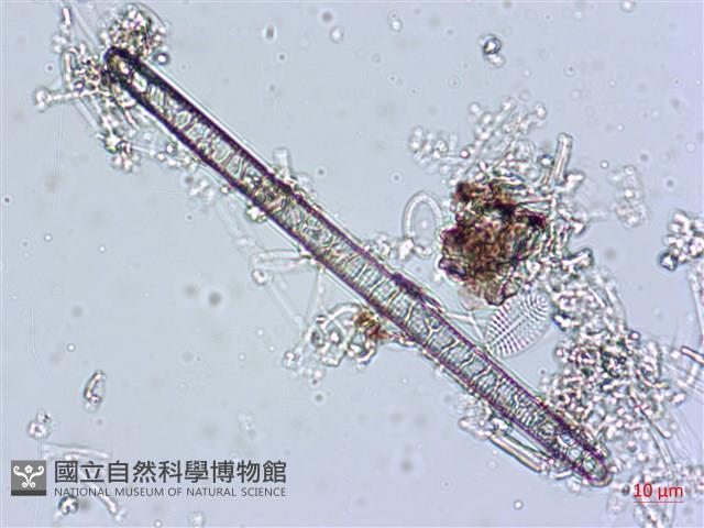 登錄號:A00004540藏品圖，第3張