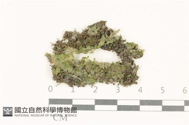 登錄號:B00021540藏品圖，第1張