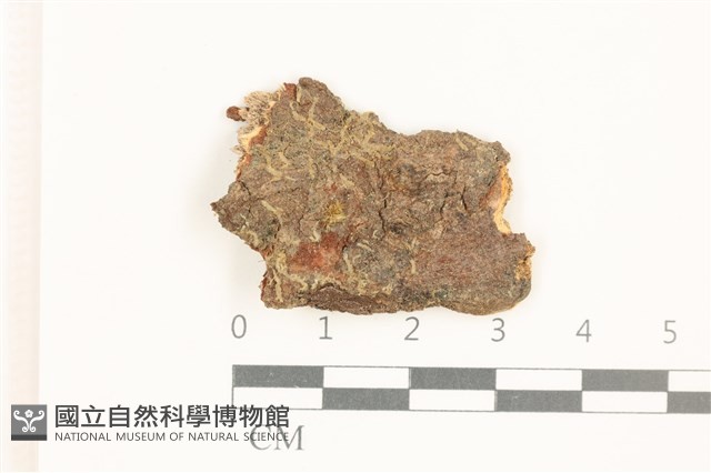 虎齒疣鱗苔藏品圖，第1張