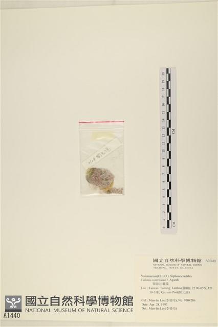 單球法囊藻藏品圖，第3張