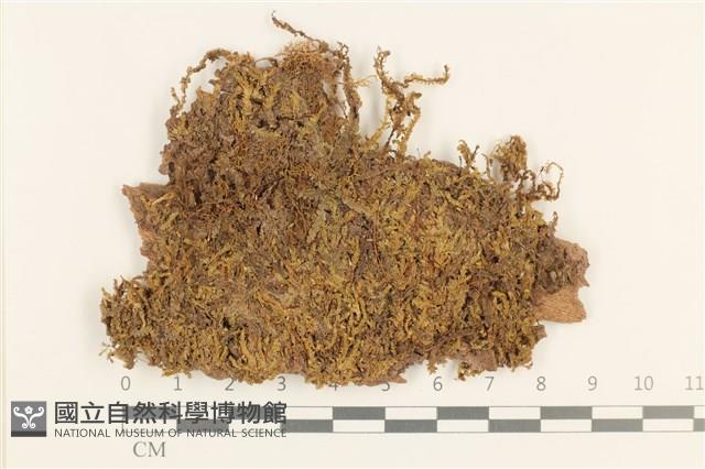 強肋蘚藏品圖，第1張