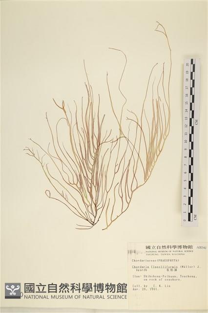 長松藻藏品圖，第1張