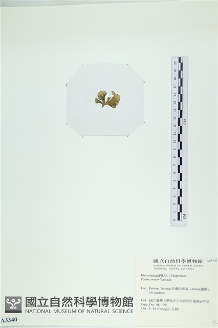 小團扇藻藏品圖，第3張