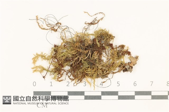 登錄號:B00002740藏品圖，第1張