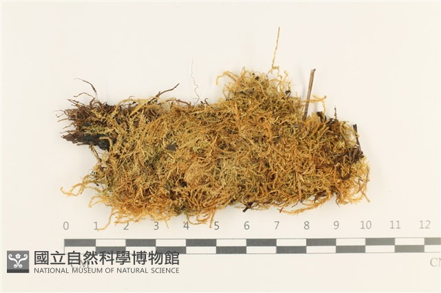 多態細濕蘚藏品圖，第1張