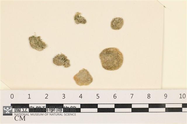 網球藻藏品圖，第1張