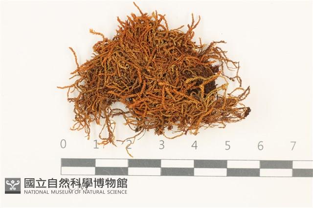 皺葉牛舌蘚藏品圖，第1張