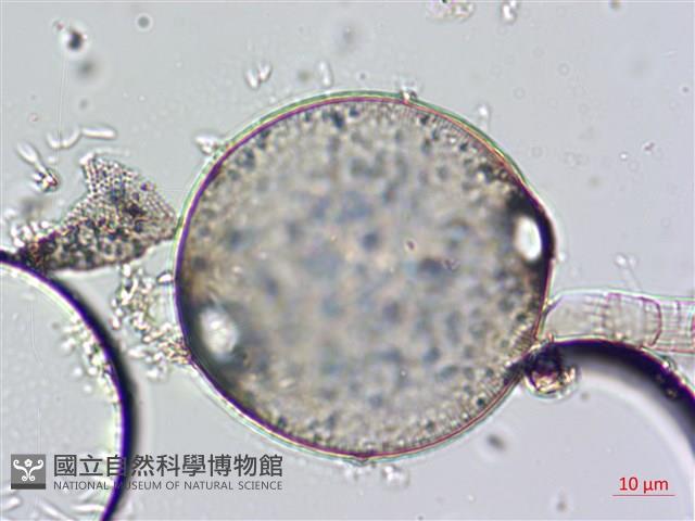 登錄號:A00004660藏品圖，第3張