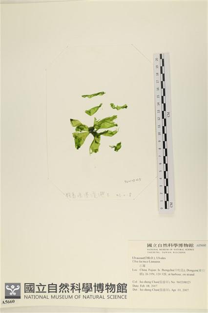 大石蓴, 石蓴藏品圖，第1張