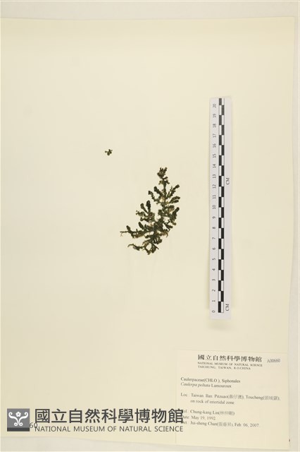 盾葉蕨藻藏品圖，第3張
