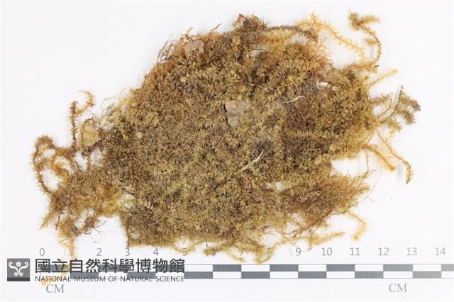 大灰氣蘚藏品圖，第1張