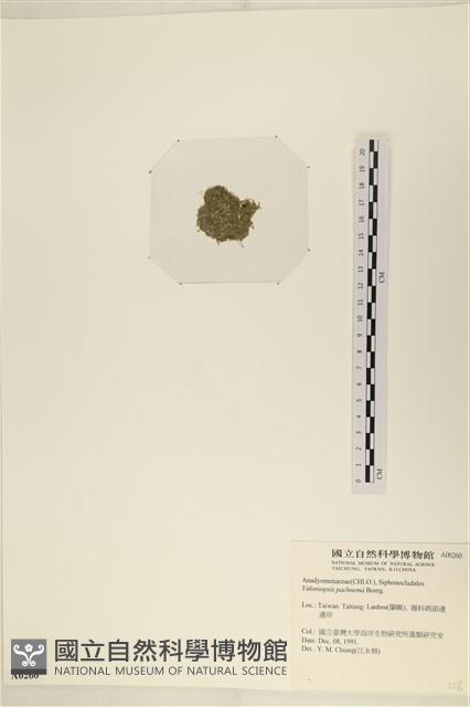 指枝藻藏品圖，第3張