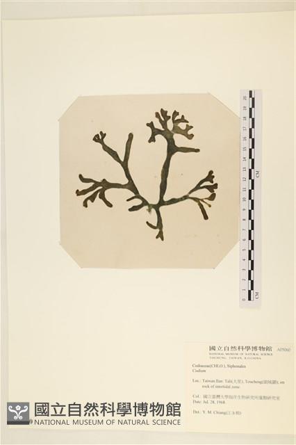 登錄號:A00005060藏品圖，第2張
