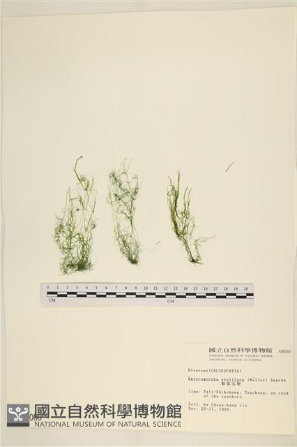 筋條石髮藏品圖，第1張