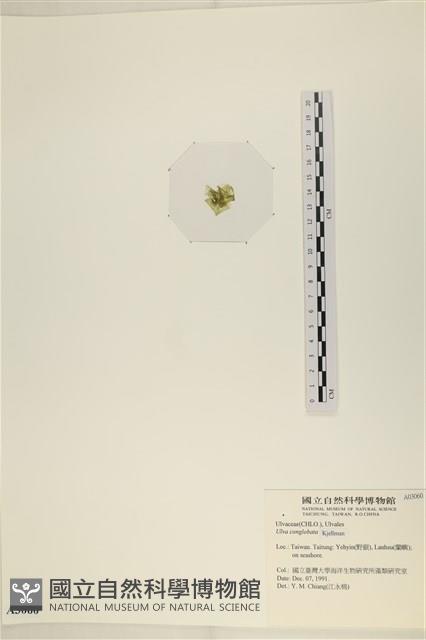 茶花石蓴, 牡丹菜藏品圖，第3張