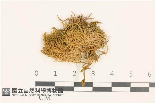 登錄號:B00009560藏品圖，第1張