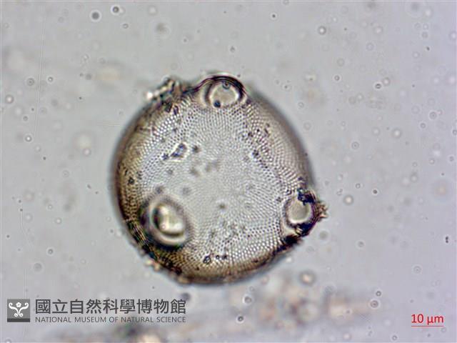 登錄號:A00004560藏品圖，第3張