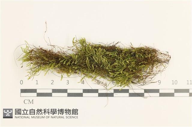 草黃濕原蘚藏品圖，第1張