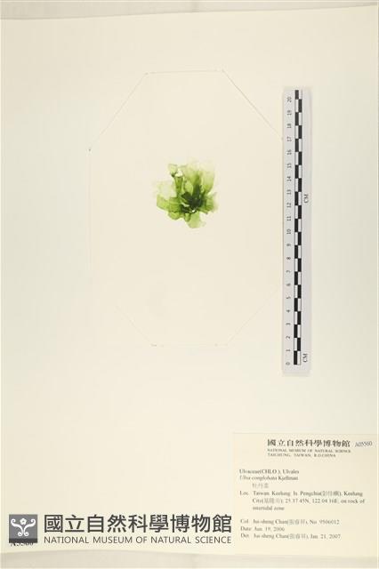 茶花石蓴, 牡丹菜藏品圖，第3張