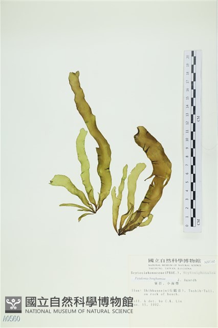 葉苔, 小海帶藏品圖，第1張