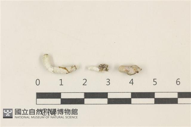 范氏蠕藻藏品圖，第1張