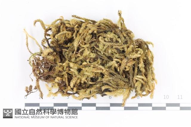 毛扭蘚藏品圖，第1張