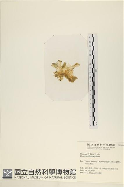 茶花石蓴, 牡丹菜藏品圖，第3張