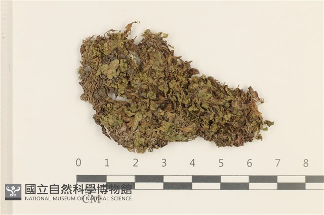 短托柄花萼苔藏品圖，第1張