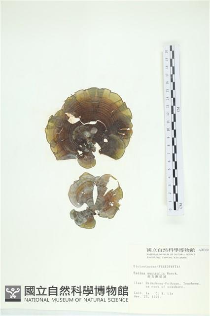 南方團扇藻藏品圖，第1張