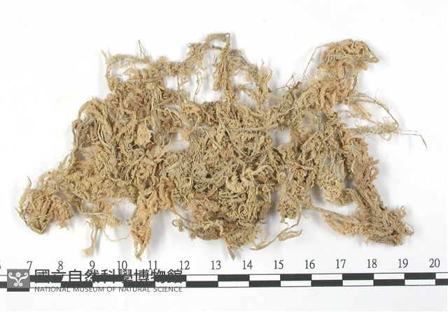船葉泥炭蘚藏品圖，第1張