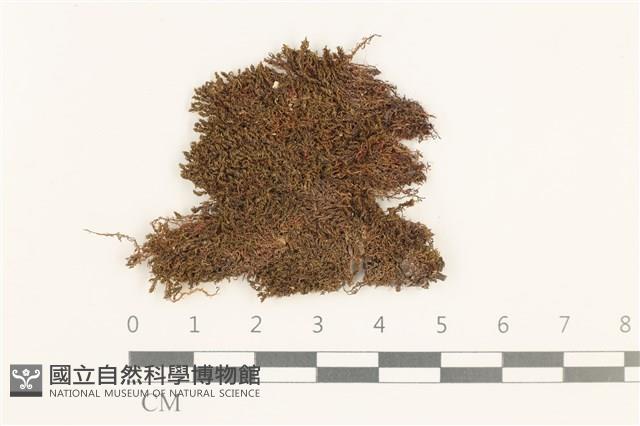 那霸短月蘚藏品圖，第1張