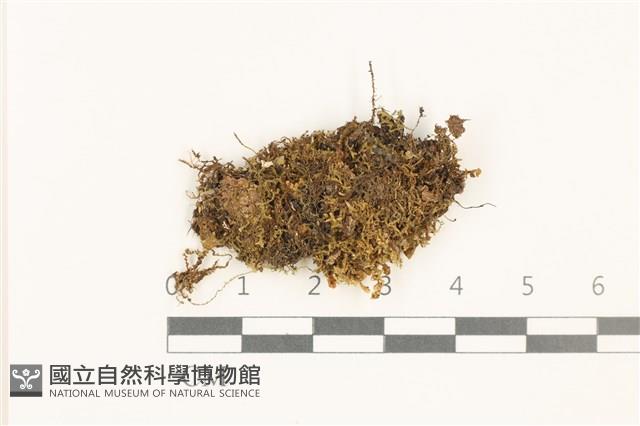 登錄號:B00019600藏品圖，第1張