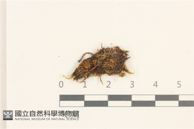 大熱澤蘚藏品圖，第1張