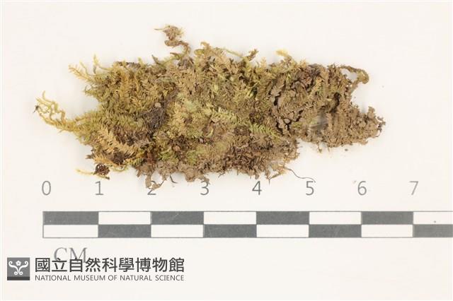 登錄號:B00014600藏品圖，第1張